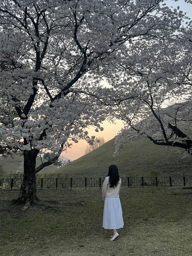 당일치기 가능한 경주 벚꽃명소 코스 🌸