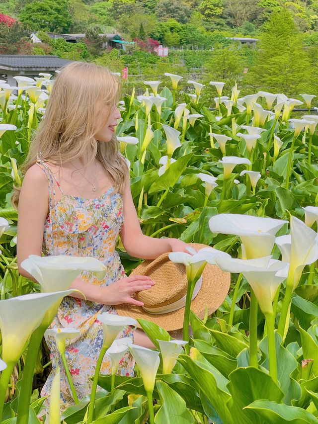 台北景點｜陽明山竹子湖海芋季賞花攻略🌷