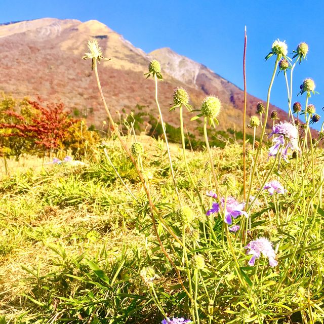 晴れたら景色最高【大山まきばみるくの里】鳥取
