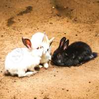 🐰สวนสัตว์ที่เดินชิลได้