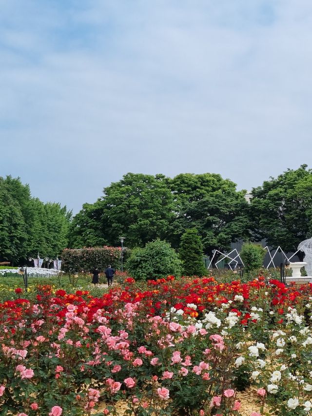 올림픽공원 장미광장 이번주가 절정🌹