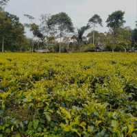Ngillingo Tea Plantation, Jogjakarta