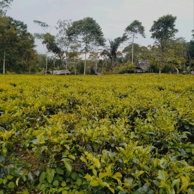 Ngillingo Tea Plantation, Jogjakarta
