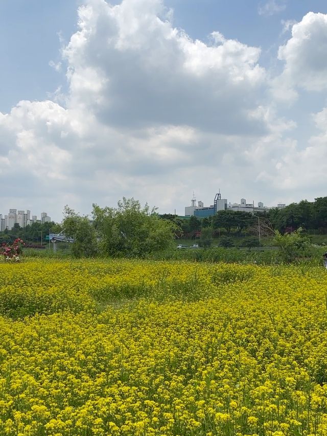 중랑천 노오란 유채꽃보러 중랑장미공원🌹