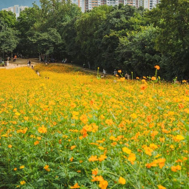 서울의 대표적인 가을꽃 만나러 올림픽공원 