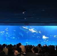 沖縄観光　美ら海水族館
