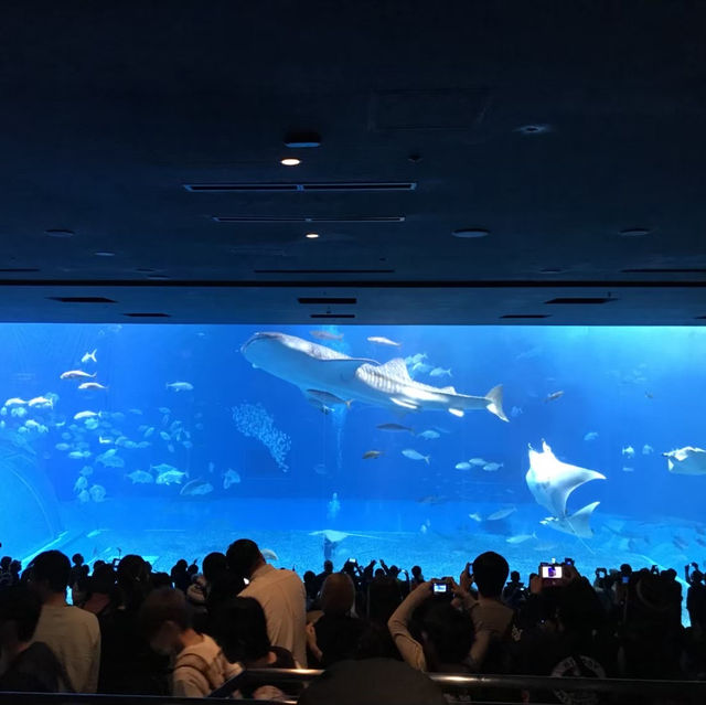 沖縄観光　美ら海水族館