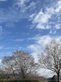 魔女宅急便迷 打卡必去 小豆島橄欖公園