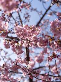 【京都府/伏見】京都で行きたい人気の早咲き桜スポット