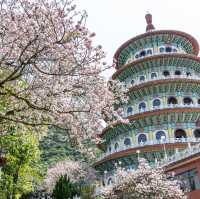 Taiwan's Cherry Blossom Floral Bliss 🌸🌸