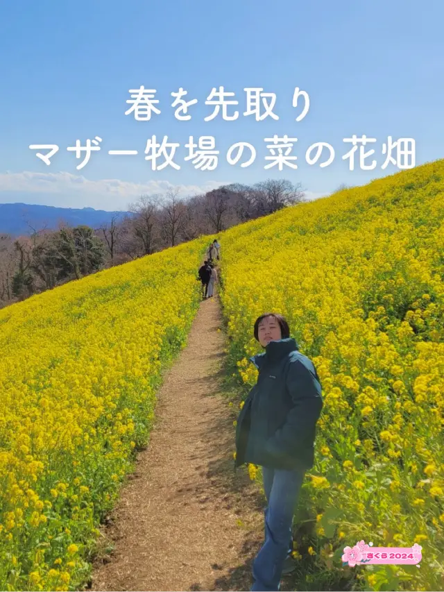 【春を先取り🌼マザー牧場の菜の花畑】