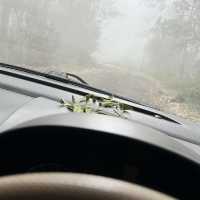 Tranquil Oasis: Kodaikanal’s Timeless Charm