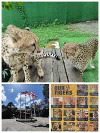 普吉虎王國：老虎互動🐯 Tiger Kingdom Phuket