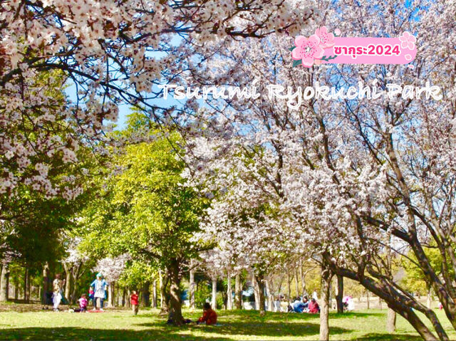 ชมดอกซากุระ 🌸 ที่สวนสาธารณะทสึรุมิ เรียวคุจิ