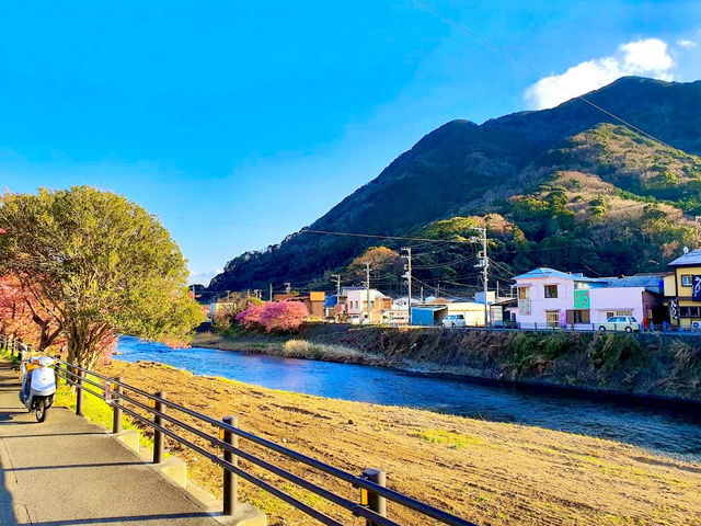 Kawazu Sakura, Shizuoka