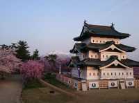 弘前公園2024年櫻花祭，青森必遊景點