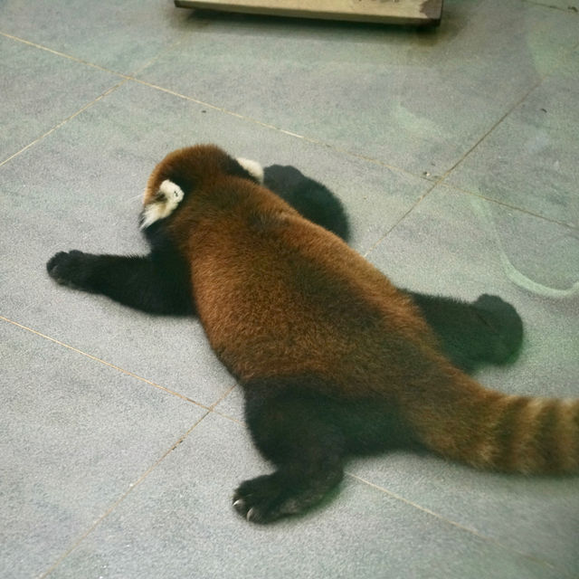 充滿驚喜的動物園