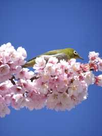 【伝右川桜並木/埼玉県】河津桜と安行桜の桜並木を一緒に見られる場所