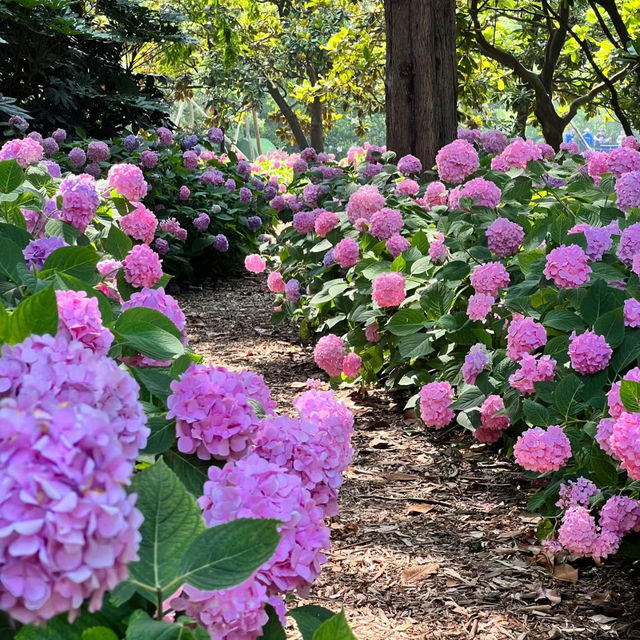 【臺北景點】花博公園繡球花海，洗滌身心疲憊