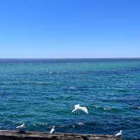 Amazing busselton jetty, perth