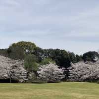 都城市観音池公園の桜
