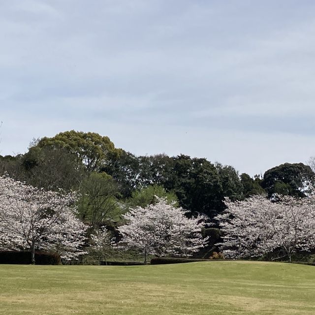 都城市観音池公園の桜