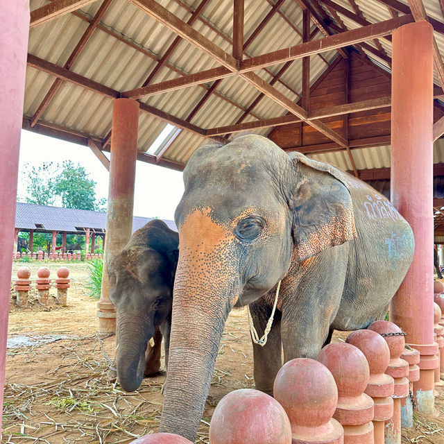 โลกของช้างแห่งเมืองสุรินทร์