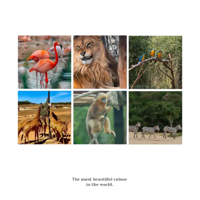 【曼谷野生動物世界：獨一無二的自然樂園！動物園推介】