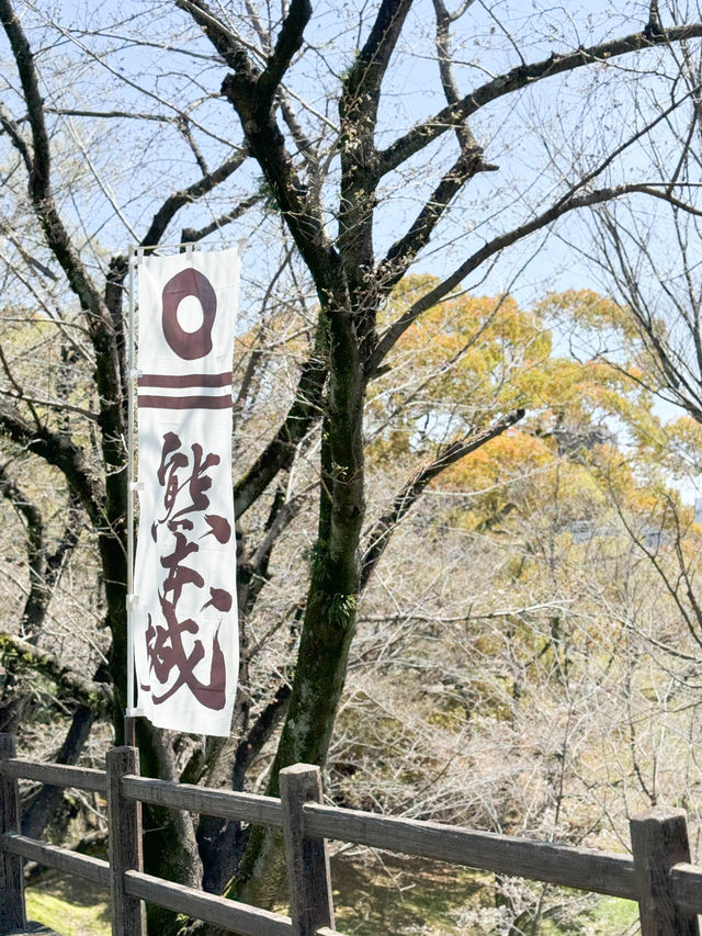 日本九州熊本｜熊本城終於修復好了🐻更美！