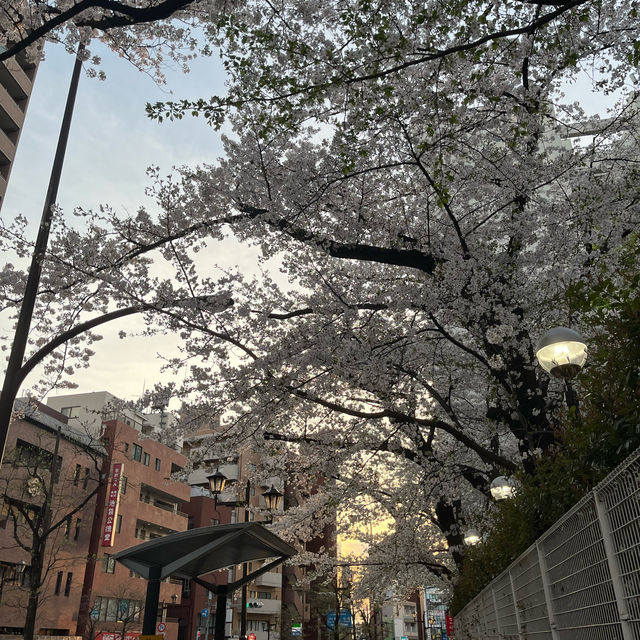 【今の時期桜がきれいな寺院】祥雲寺