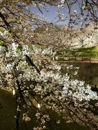 【目黒川/東京都】桜満開になったら、まずは目黒川へ