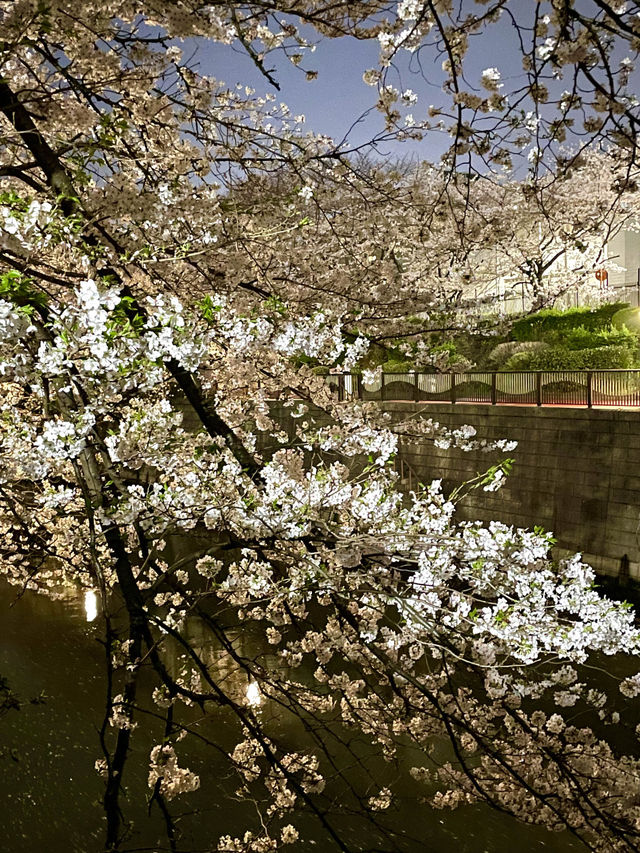 【目黒川/東京都】桜満開になったら、まずは目黒川へ