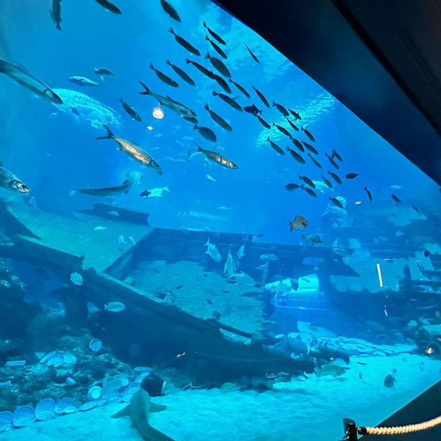 シンガポール　シーアクアリウム