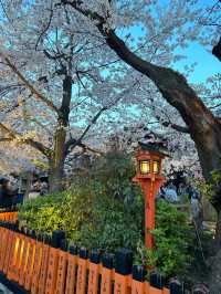【京都お花見スポット】祇園白川