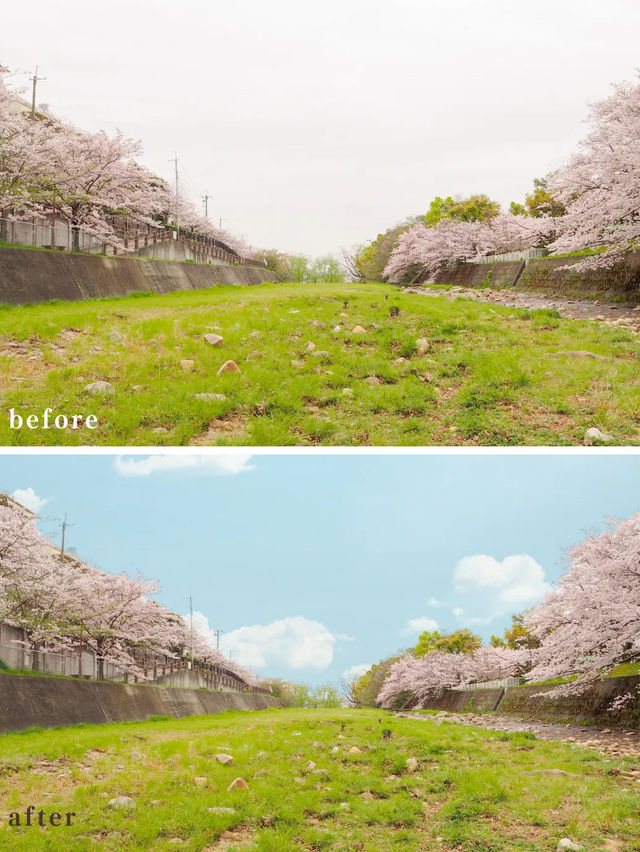 【兵庫・芦屋】曇り空でも映える桜にする方法