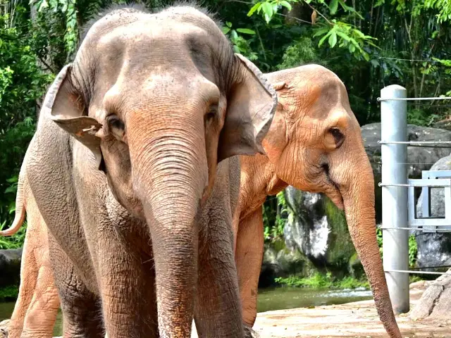 シンガポール動物園。