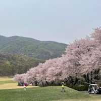 Beautiful Cherry Blossom View of Angseong CC