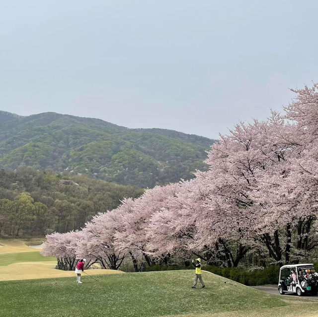 Beautiful Cherry Blossom View of Angseong CC