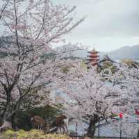 觀音寺下公園：賞櫻必遊景點