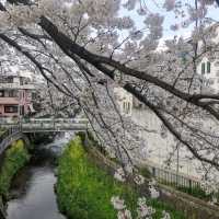ดอกซากุระสวยๆหน้าฐานทัพอเมริกันที่อสึงิ คานากาวะ
