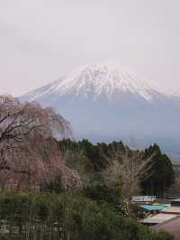 🇯🇵 馬飼野牧場 打卡一流 每一個人去富士山都推介一定要來🥹🗻