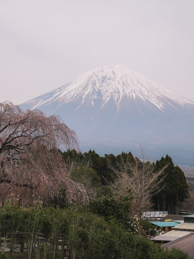 🇯🇵 馬飼野牧場 打卡一流 每一個人去富士山都推介一定要來🥹🗻