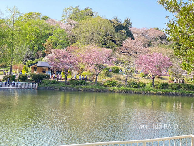 Mitsuike Park 1ใน100จุดชมซากุระที่ดีที่สุดญี่ปุ่น