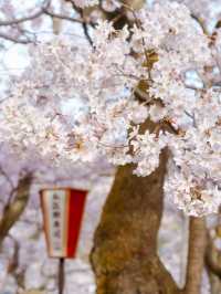 天下第一櫻: 高遠城址公園