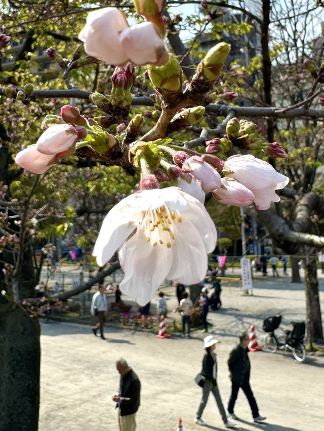 東京　東京観光　隅田公園の桜と東京スカイツリーのコラボは最高！