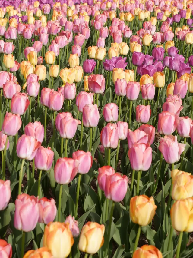 The Tulips of Shanghai Chenshan, a Painting Come to Life!