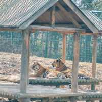 深圳野生動物園：珍稀動物