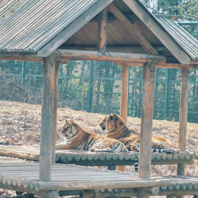 深圳野生動物園：珍稀動物
