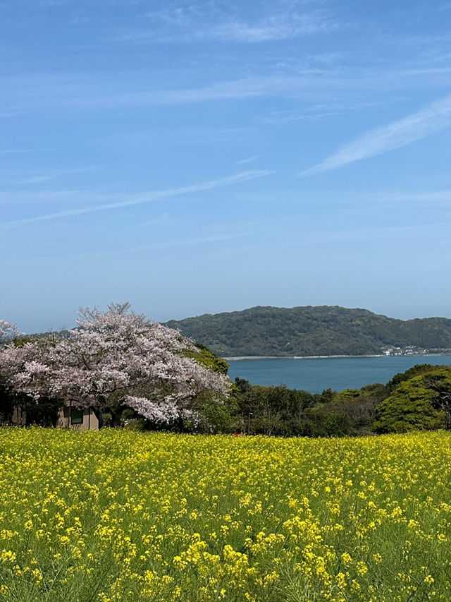 福岡後花園～終於見到油菜花田