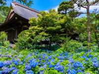 雲昌寺隱世繡球花花海